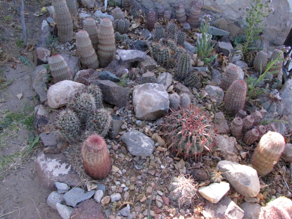 Cacti 2014 013.jpg