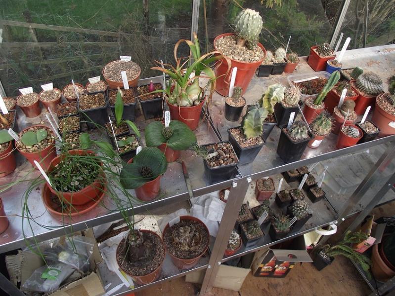 African bulbs and cacti waiting to be organised.