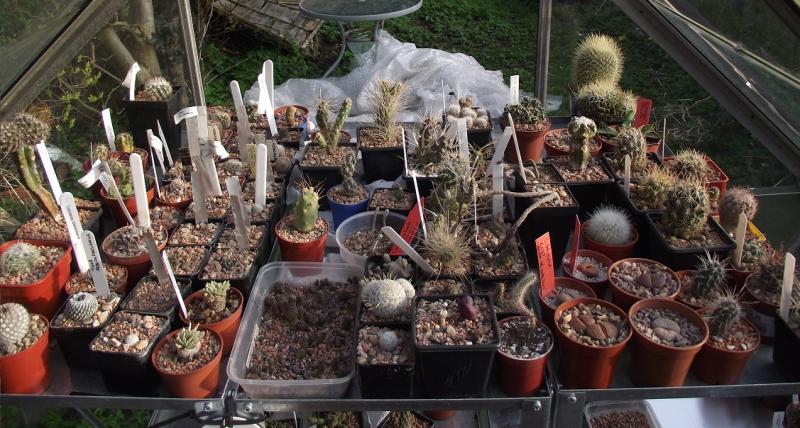 The top shelf: Turbinicarpus, Opuntiads and randoms.