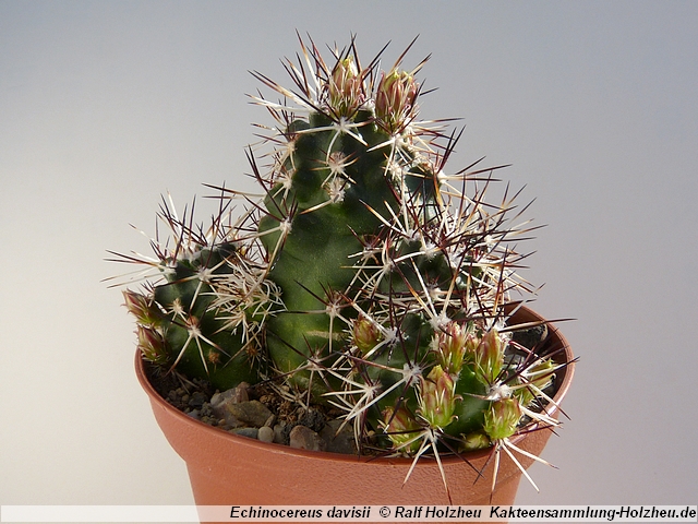 11_Echinocereus_davisii.JPG