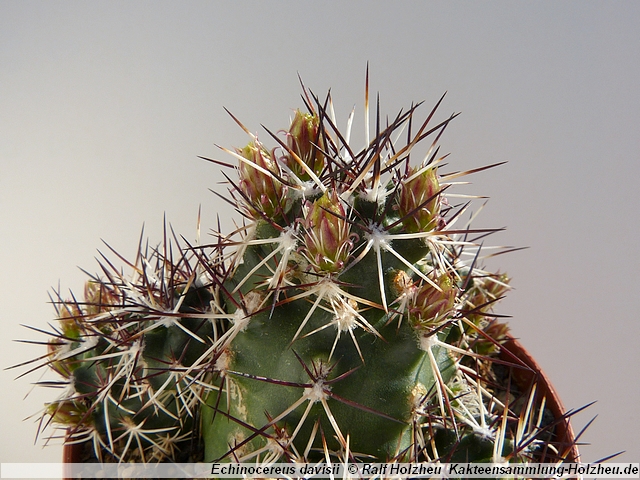 12_Echinocereus_davisii.JPG