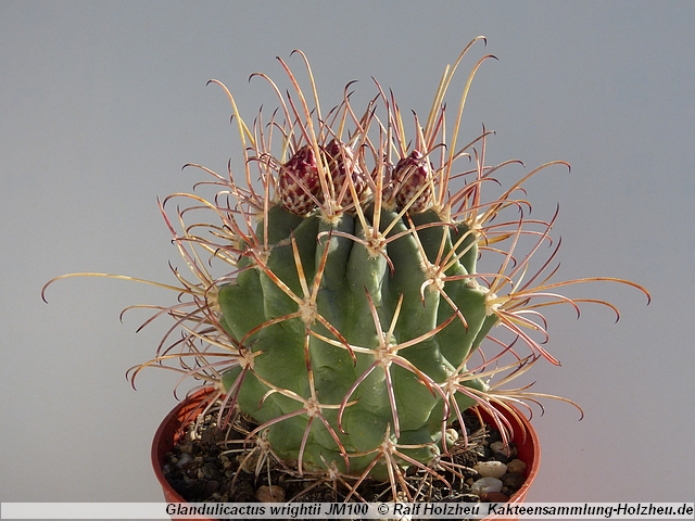 13_Glandulicactus_wrightii_JM100.JPG