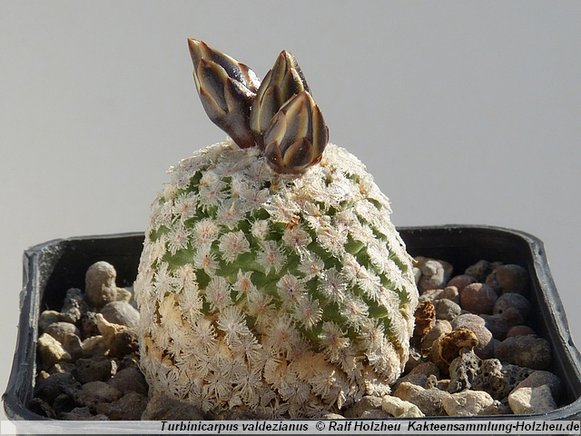 17_Turbinicarpus_valdezianus.JPG