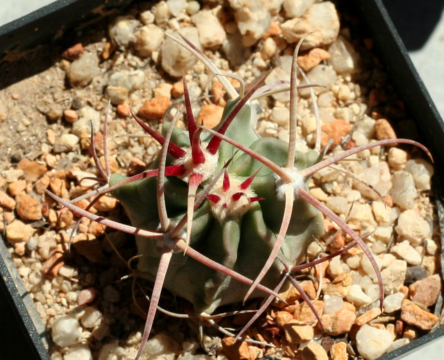 Echinocactus parryi seedling