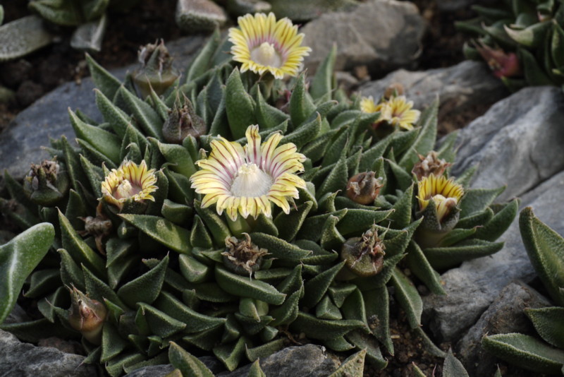 nananthua broomii