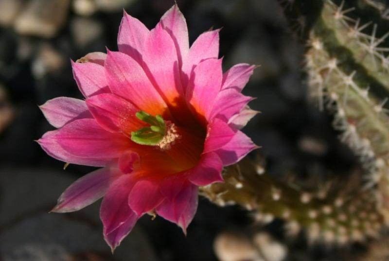 Echinocereus gentryii (Chandler, AZ)