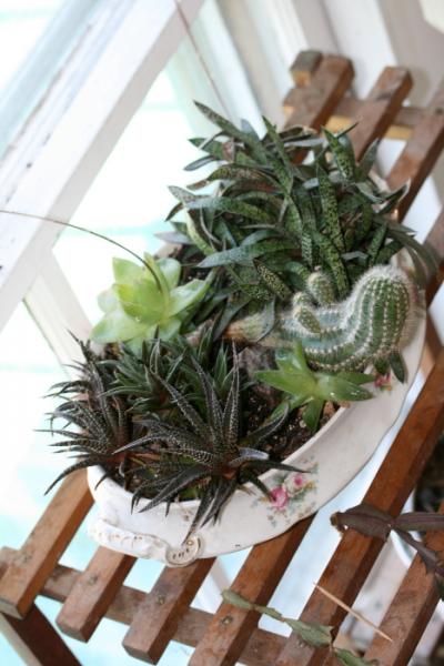 Haw&Gasteria-Dish_0872_1.JPG