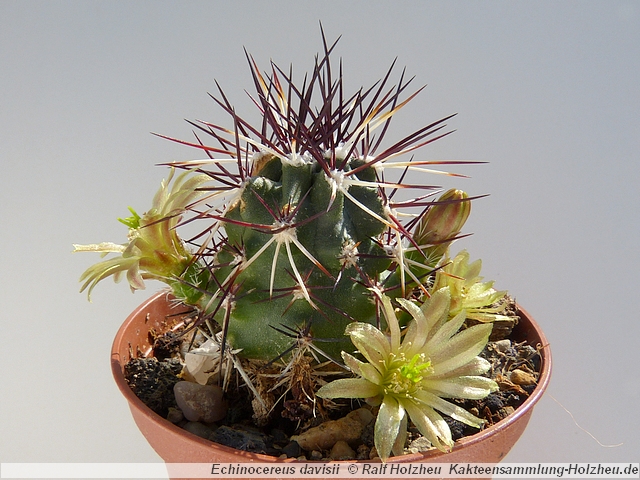 21_Echinocereus_davisii.JPG