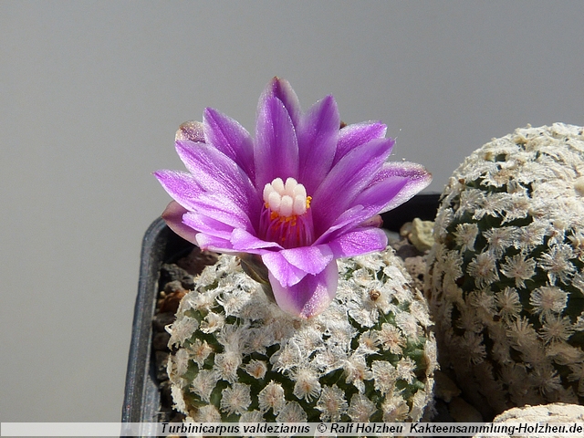 28_Turbinicarpus_valdezianus.JPG