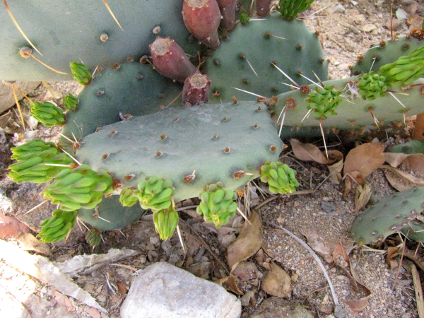 unknown Opuntia.jpg