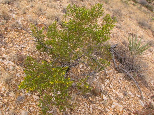 Creosote Bush.jpg