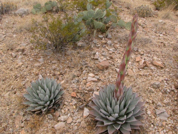 Agave neomexicana2.jpg