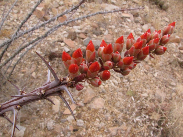 Ocotillo flower1.jpg