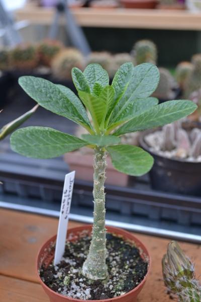 Dorstenia gigas