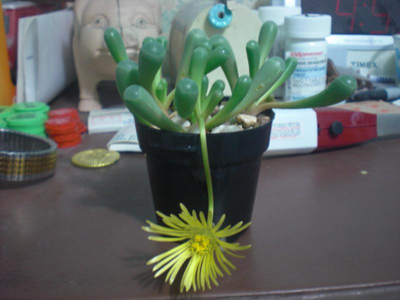My fenestraria flower