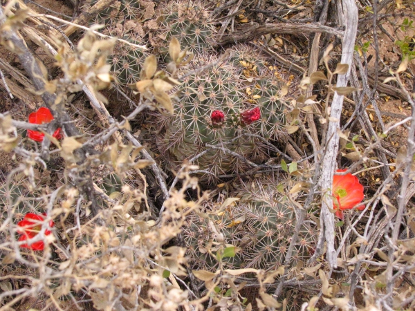 Plant in brush.jpg