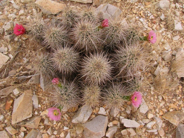 Mixed color 2 plants.jpg