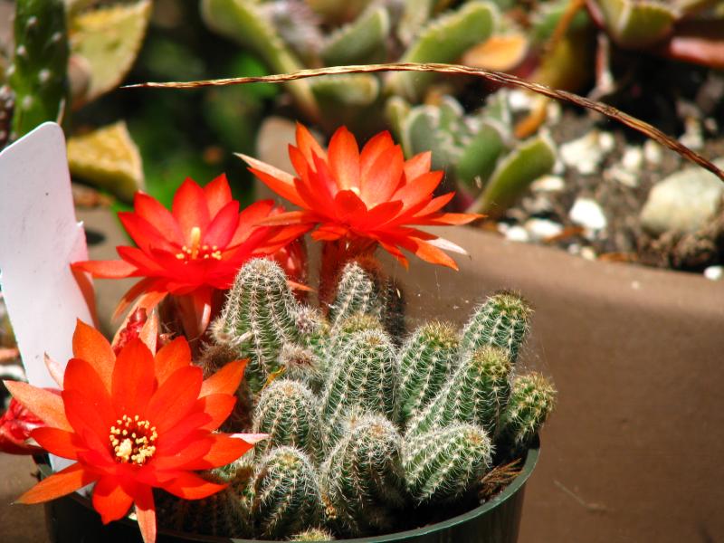 Echinopsis chamaecereus