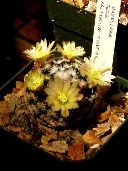 Mammilaria duwei