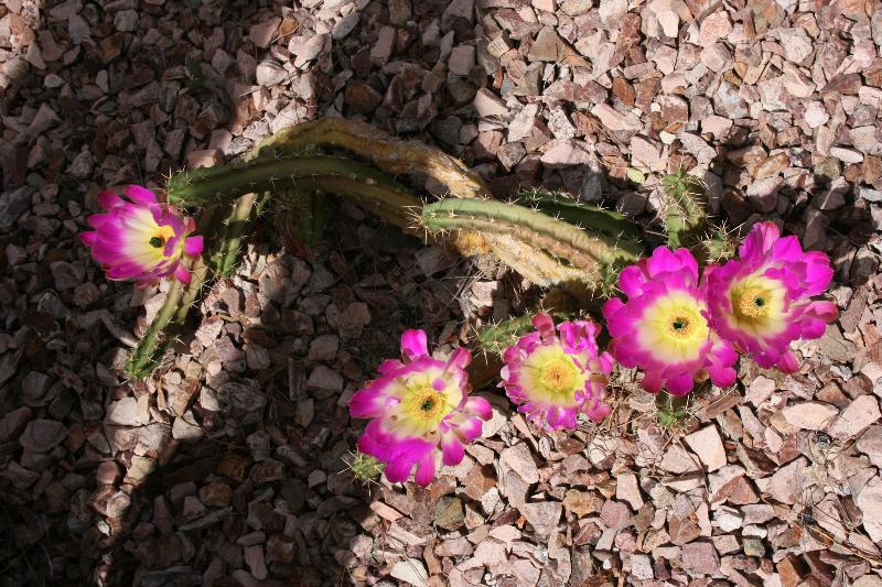 Echinocereus pentalophus (2014-Apr24) A.JPG