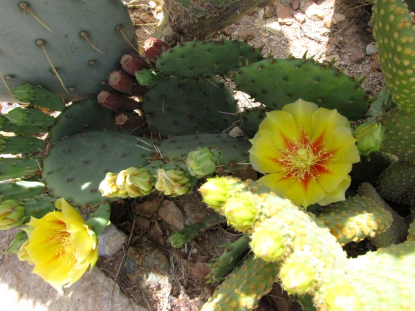 unknown Opuntia1a.jpg