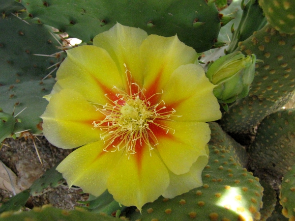 unknown Opuntia1b.jpg