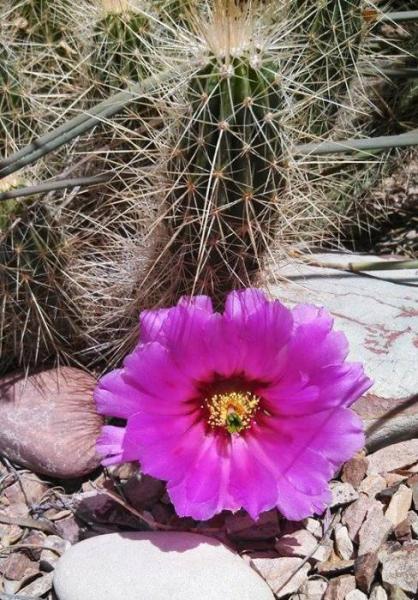 Echinocereus stramineus (2014-May01).jpg