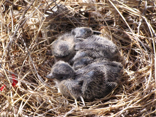 Baby Mourning Doves.jpg