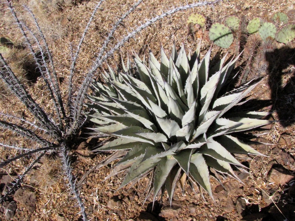 Agave neomexicana and ocotillo.jpg