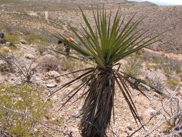 Yucca.jpg