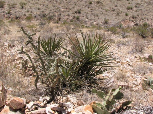 O_imbricata and Yucca baccata.jpg