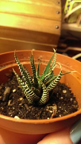 another aloe? was mostly dead when I got it, it has been slowly opening up from a shriveled spiral.