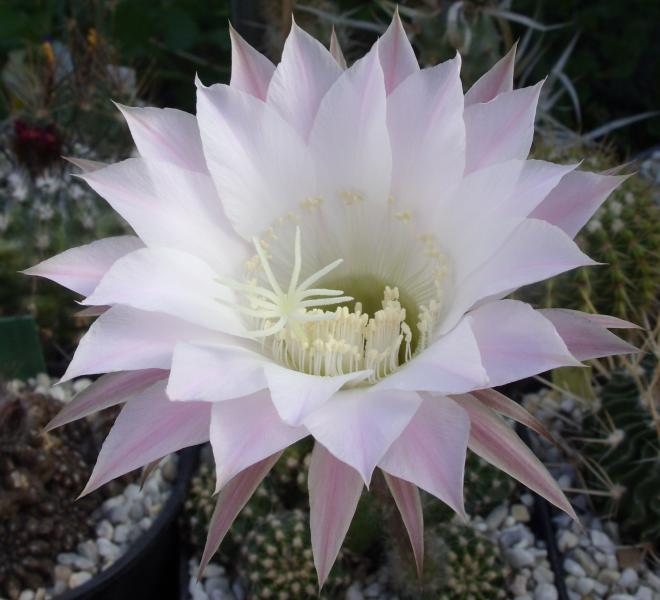 echinopsis eyriesii 230514.JPG