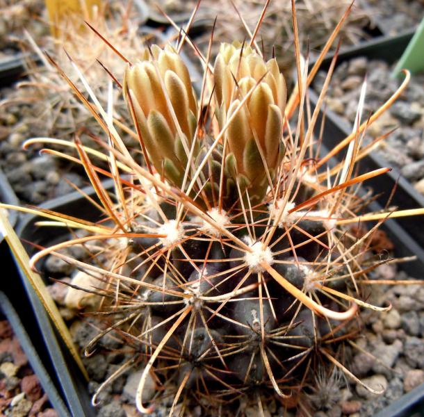 ancistrocactus brevihamatus1.JPG