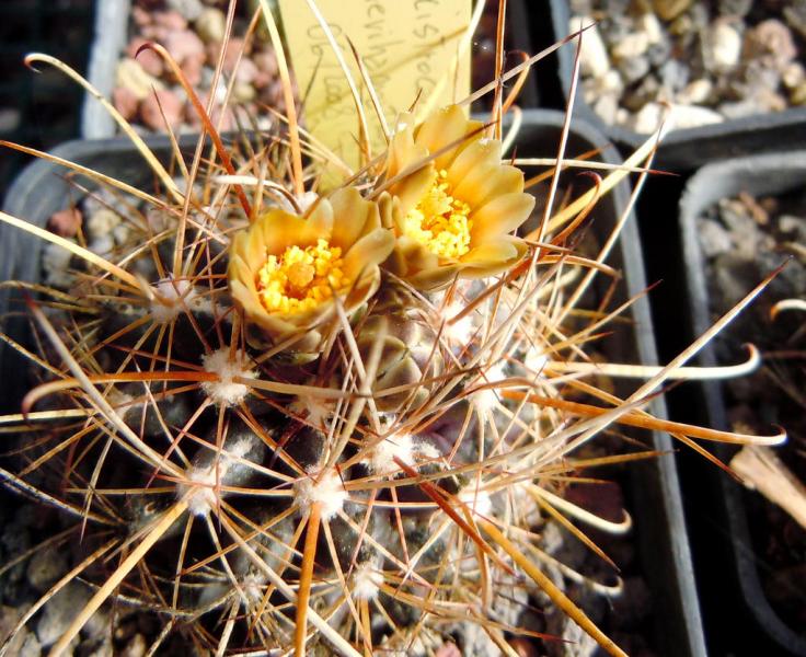 ancistrocactus brevihamatus.JPG