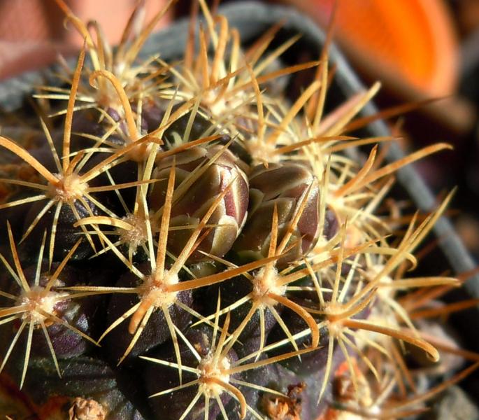 ancistrocactus tobuschii.JPG