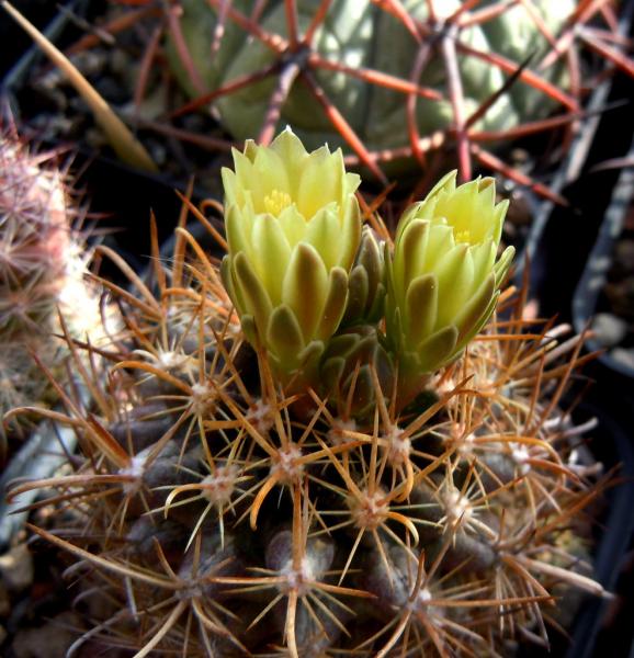 ancistrocactus tobuschii1.JPG