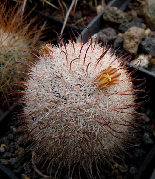 mammillaria stella de tacubaya.JPG