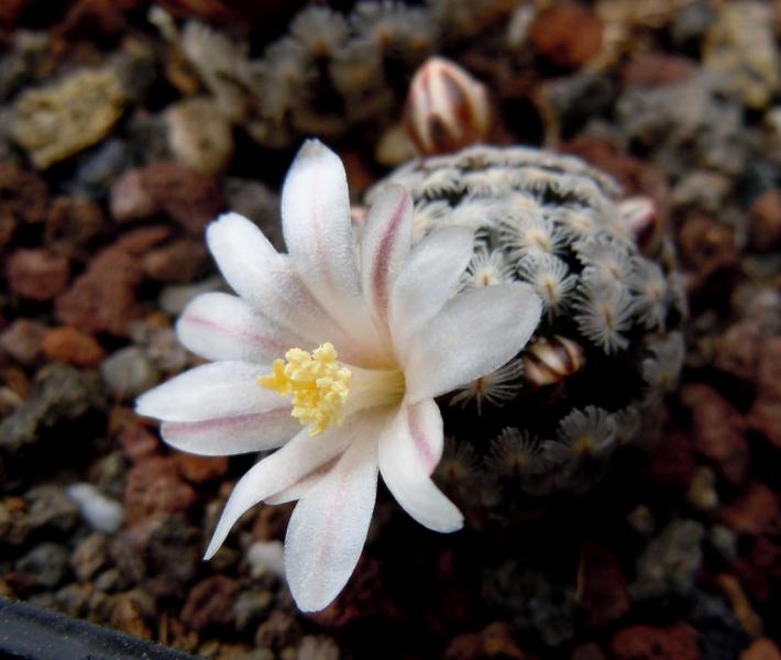 mammillaria sanchez mejoradae.JPG