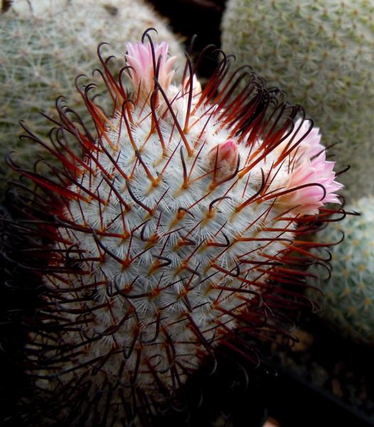 mammillaria perez de la rosae.JPG