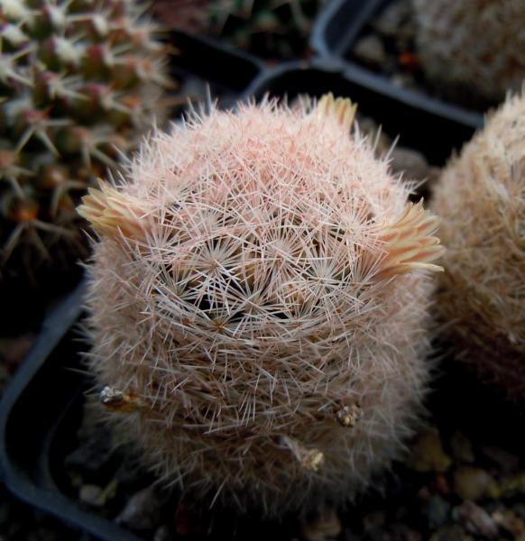 mammillaria magallanii.JPG