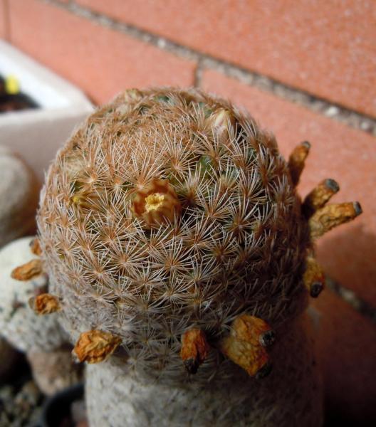 mammillaria denudata.JPG