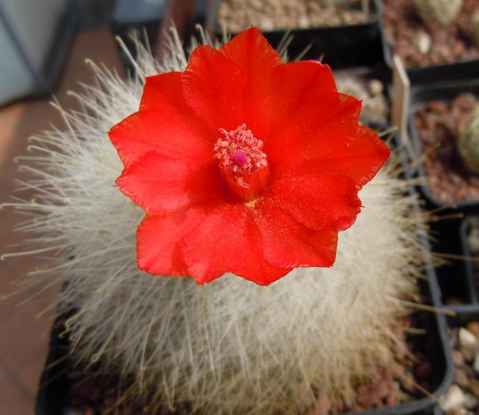 mammillaria senilis1.JPG