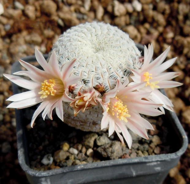 mammillaria pectinifera1.JPG