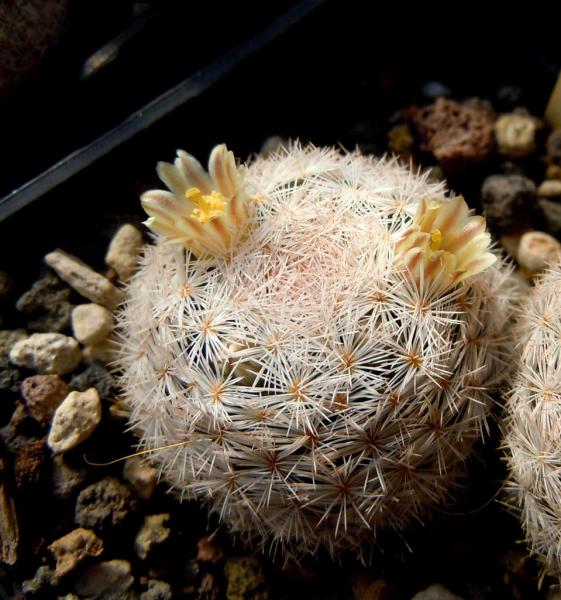 mammillaria magallanii4.JPG