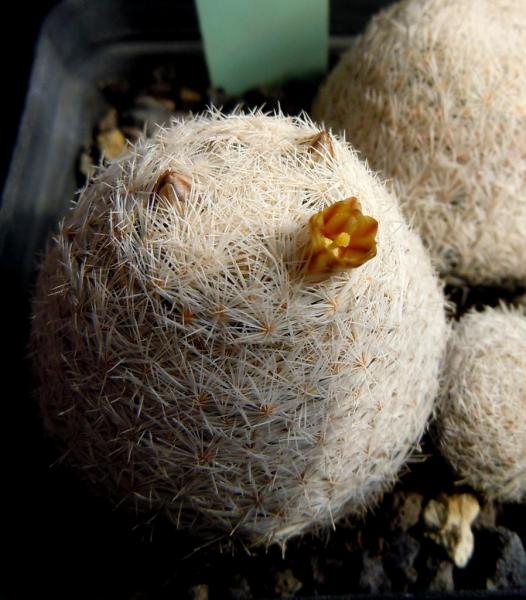 mammillaria magallanii3.JPG