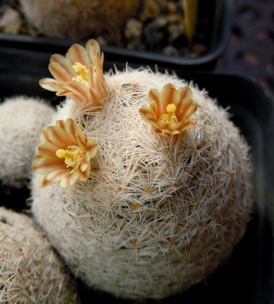 mammillaria magallanii.JPG