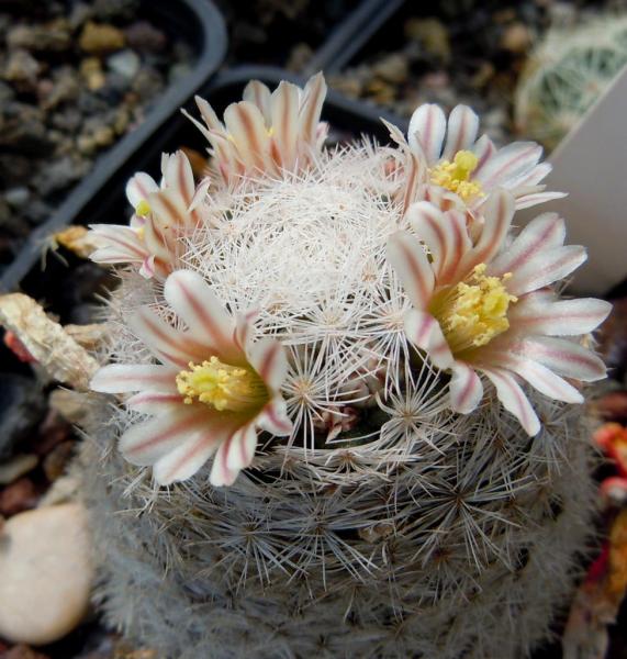 mammillaria lasiacanthadjf810.JPG