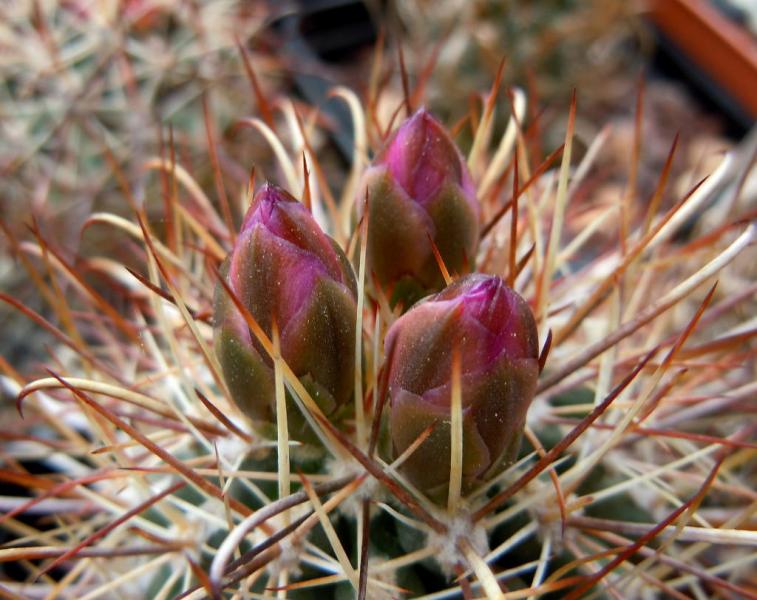 sclerocactus parviflorus.JPG