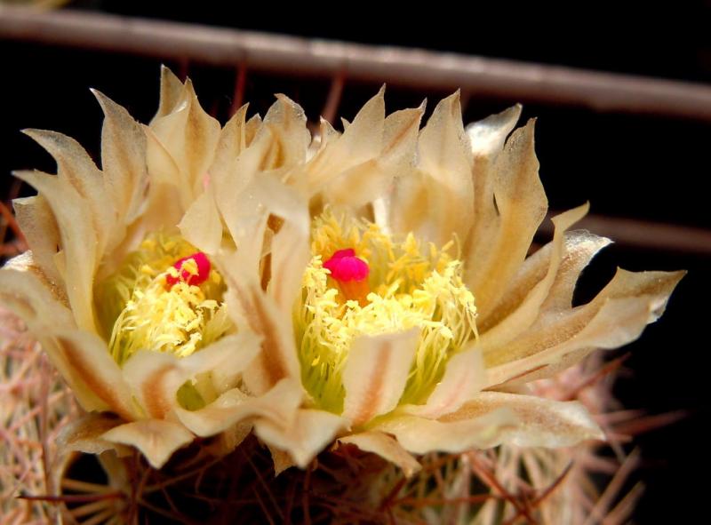 echinomastus dasyacanthus flower.JPG